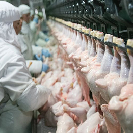 Chế biến Gia cầm / Poultry Processing